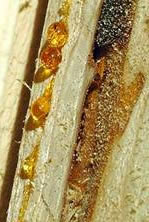 natural-wood-resin
